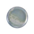 Terra Porcelain Seafoam Coupe Plate 24cm additional 1