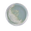 Terra Porcelain Seafoam Coupe Plate 27.5cm additional 1